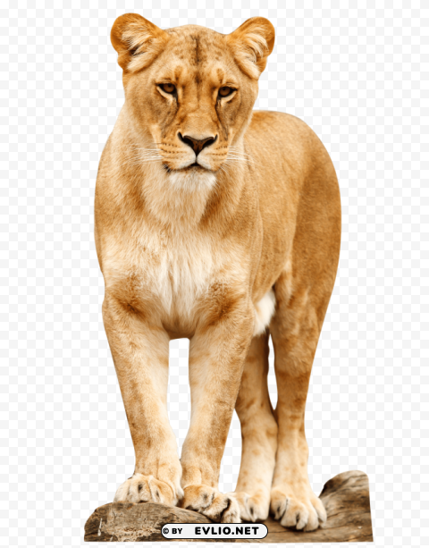 Lion Clear PNG Graphics Free