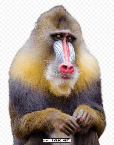 Mandrill Monkey Transparent Background PNG Isolated Art