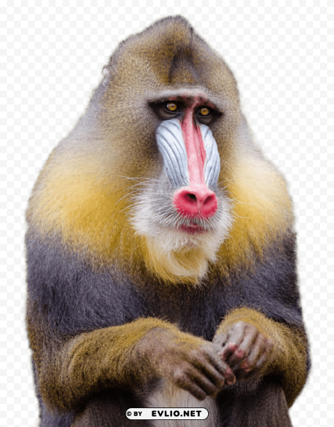 mandrill monkey Isolated Graphic Element in HighResolution PNG
