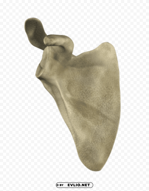 scapula PNG with transparent background for free