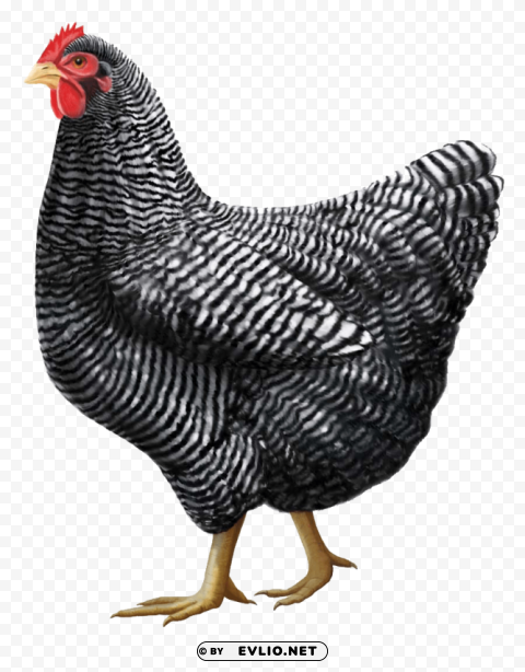 chicken PNG for use