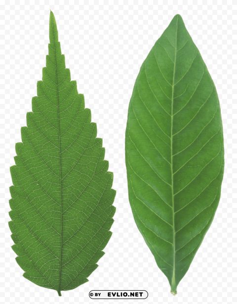 PNG image of green leaves PNG for social media with a clear background - Image ID d8d3b37a