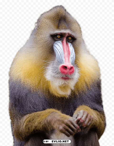 macaque s Transparent PNG Isolated Object