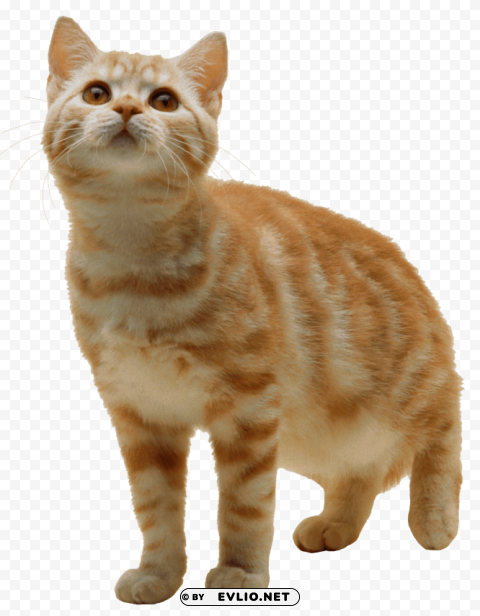 Cat Kitten PNG Transparent Images For Social Media