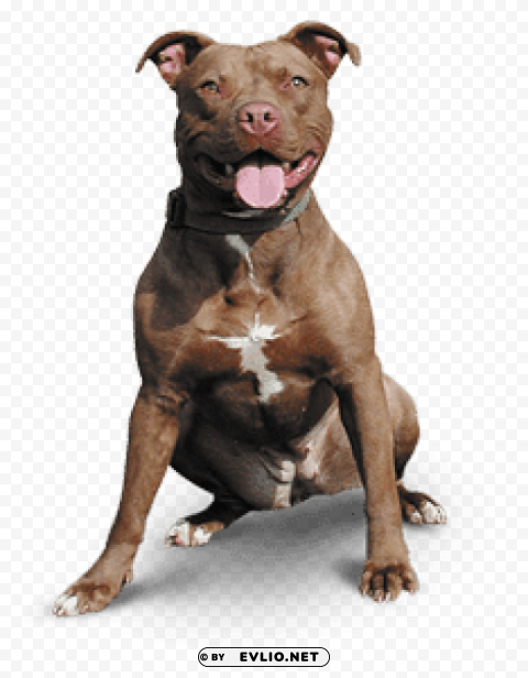 pitbull happy Isolated Object on HighQuality Transparent PNG