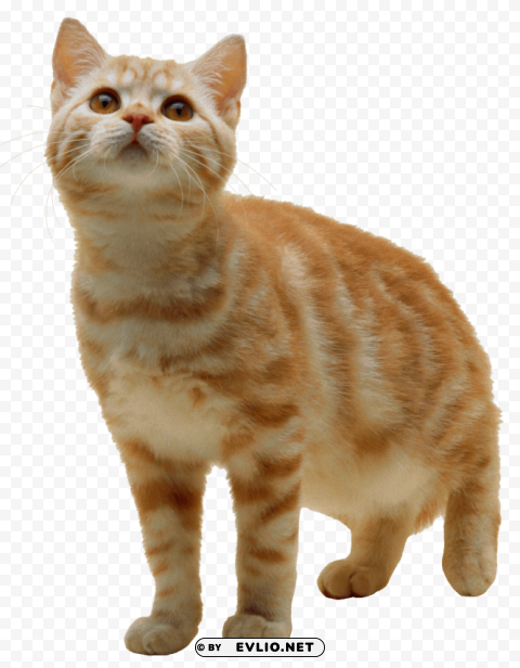 sweet cat kitten PNG graphics with clear alpha channel selection