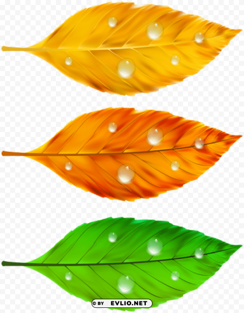 autumn leaves Isolated Element on HighQuality PNG