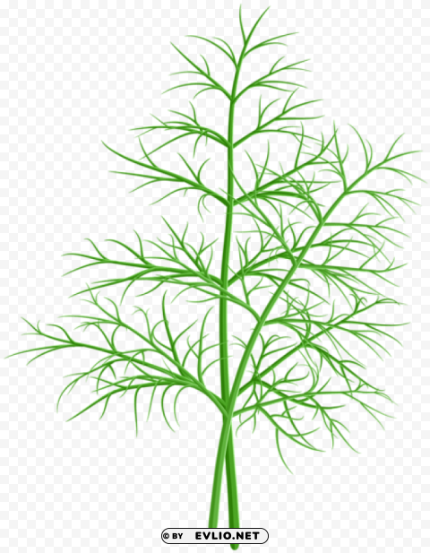 dill PNG Isolated Subject with Transparency