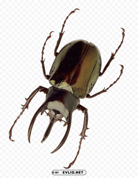 insect Transparent PNG Graphic with Isolated Object