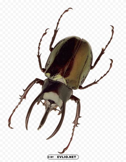 Insect Transparent PNG Graphic With Isolated Object