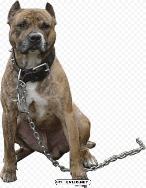 pitbull chain PNG Image with Transparent Isolated Graphic Element png images background - Image ID f88c77a1