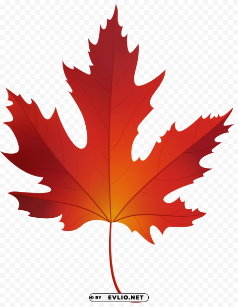 autumn maple leaf PNG Graphic with Transparency Isolation