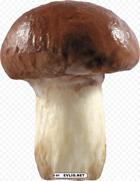 big mushroom Isolated Illustration in Transparent PNG