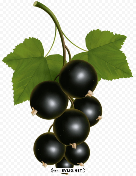 black currant Isolated Artwork on Transparent Background