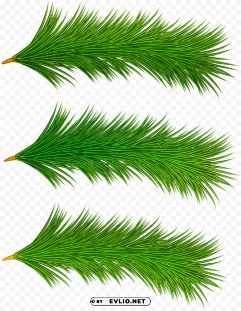 decorative pine tree branches Isolated Design Element in HighQuality PNG