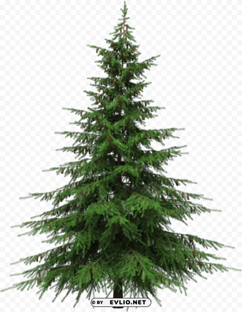 real christmas tree - natural cut artificial christmas trees Free PNG download no background