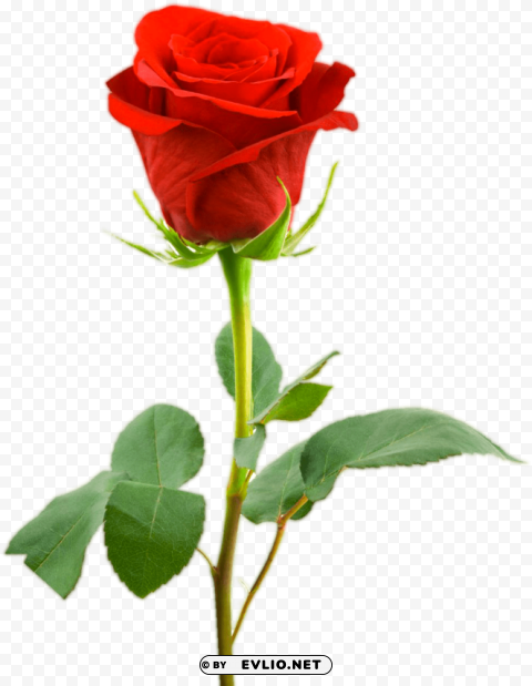 single rose flower hd PNG pictures with no backdrop needed
