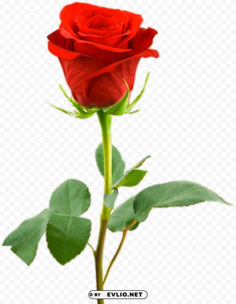 Single Rose Flower Hd PNG Pictures With No Backdrop Needed