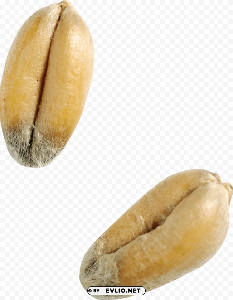 Wheat PNG Image with Transparent Isolated Design