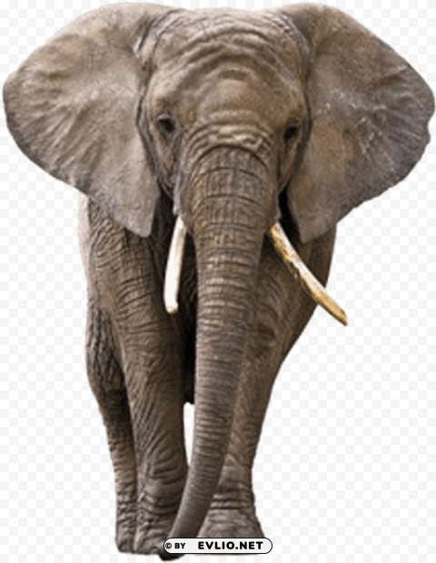 elephant Transparent PNG vectors PNG transparent with Clear Background ID 824e7a61