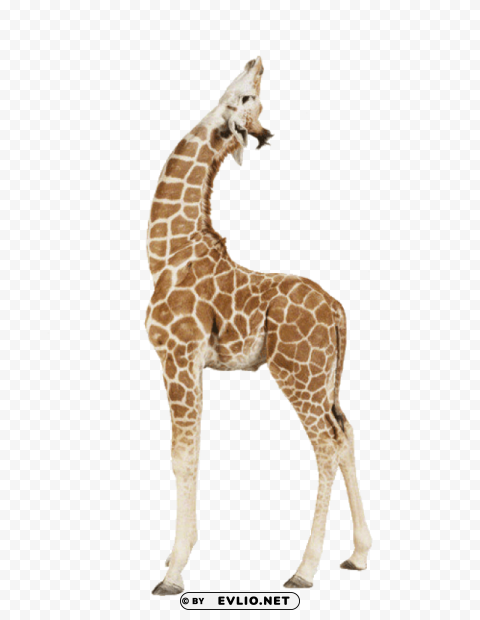 giraffe up Isolated Item on HighResolution Transparent PNG