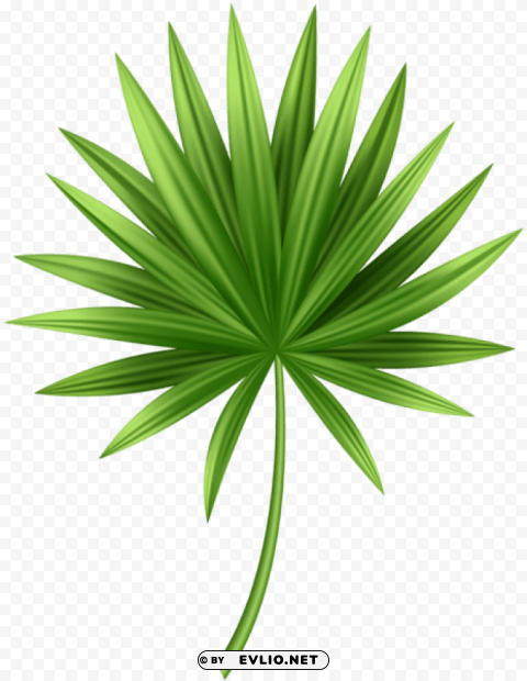 tropical leaf PNG for business use