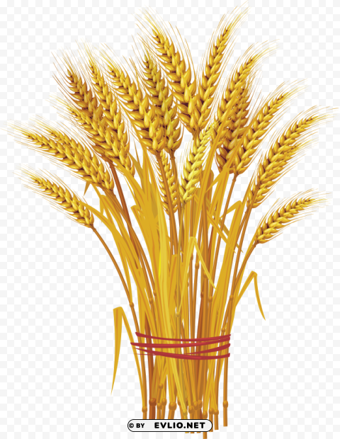 Wheat PNG images with alpha transparency diverse set