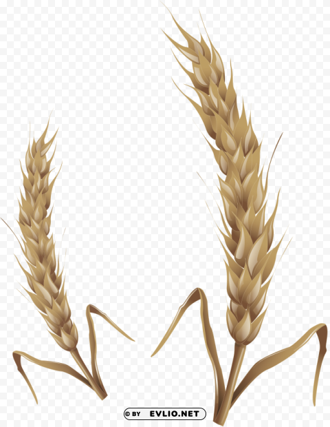 wheat Isolated Object with Transparent Background in PNG