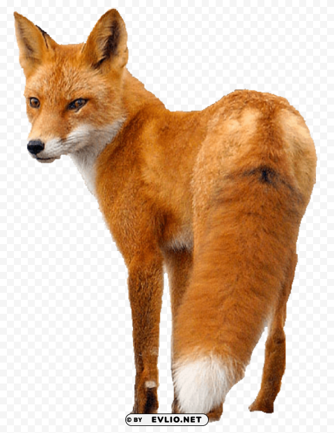 fox HighQuality Transparent PNG Isolated Element Detail