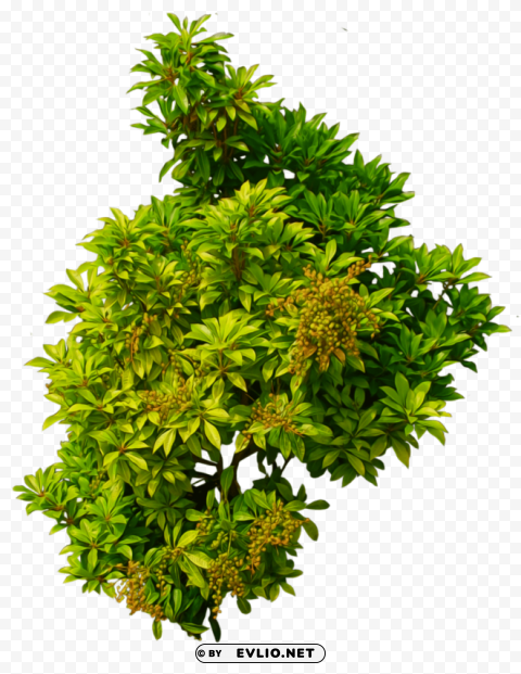plants HighQuality Transparent PNG Isolated Artwork