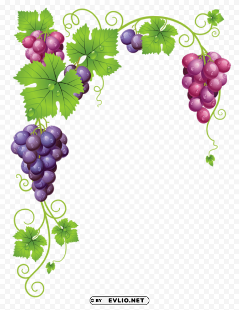  vine decorpicture Isolated PNG Image with Transparent Background