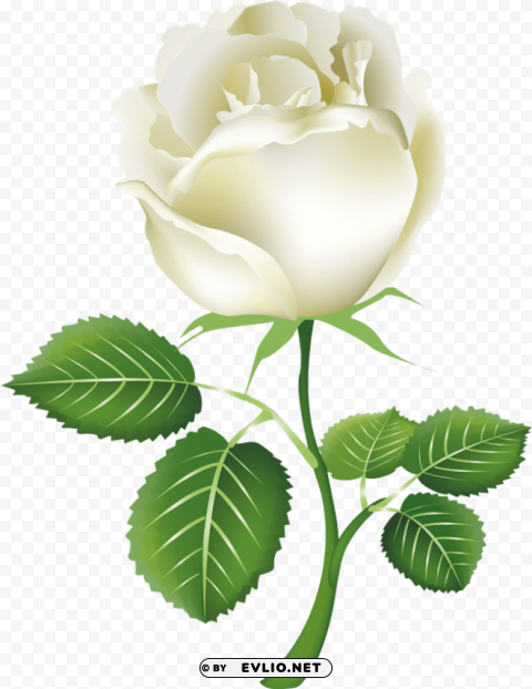 white roses Clear Background PNG Isolated Illustration clipart png photo - e64316f1