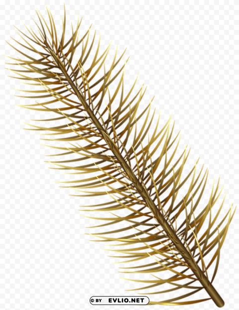 gold pine branch Isolated Element in HighResolution Transparent PNG