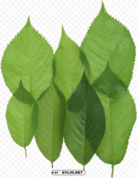 PNG image of green leaves Transparent Background Isolated PNG Icon with a clear background - Image ID a80975a1