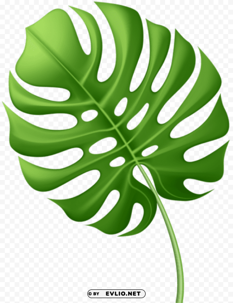 large tropical leaf PNG files with no background assortment