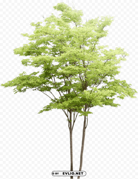 Water Color Tree PNG Pictures With No Background Required