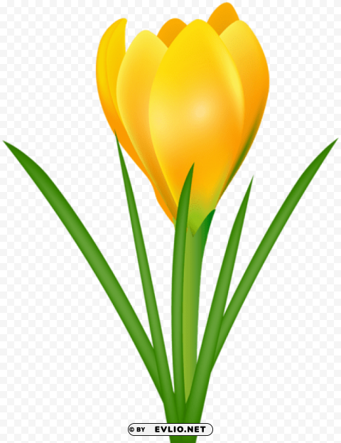 yellow crocus Transparent background PNG images comprehensive collection