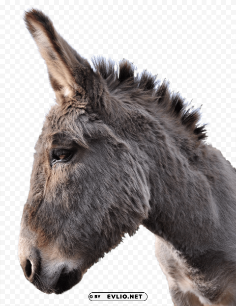 donkey PNG Graphic Isolated on Clear Background
