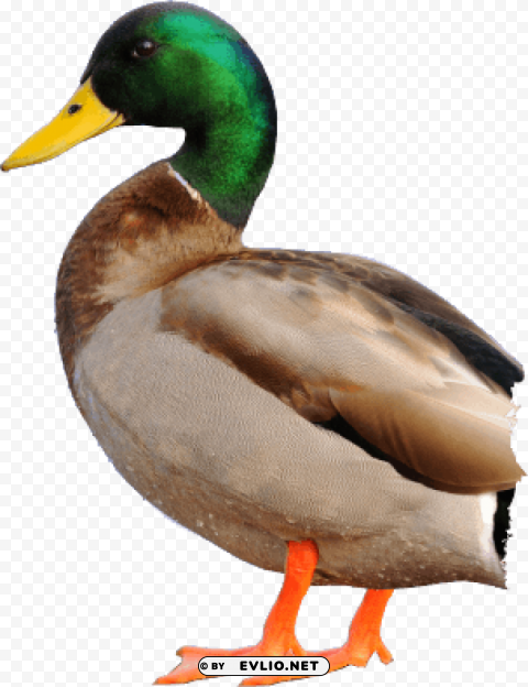 duck PNG Image with Clear Isolation