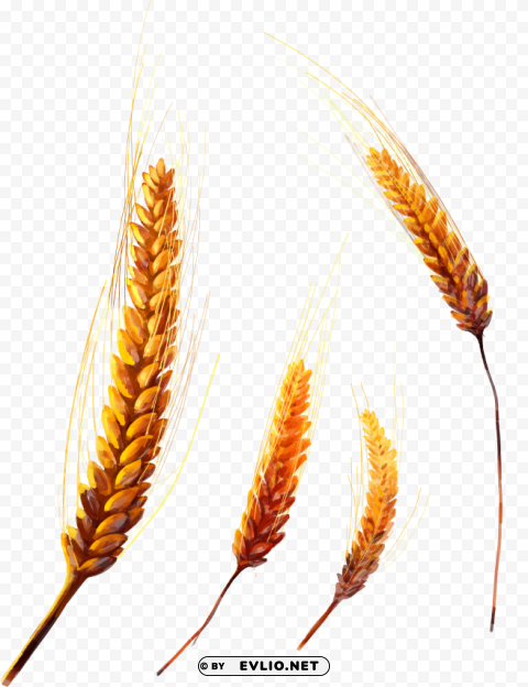 Wheat PNG graphics with transparent backdrop