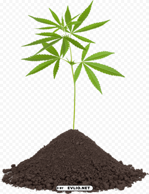 cannabis PNG format