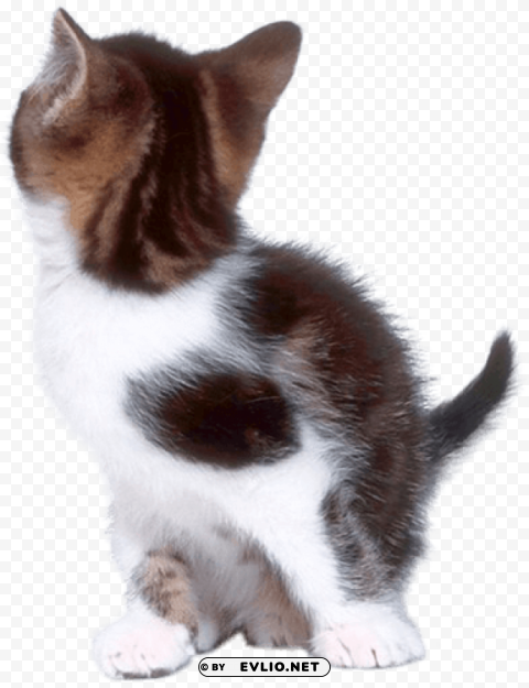 cat PNG files with clear background