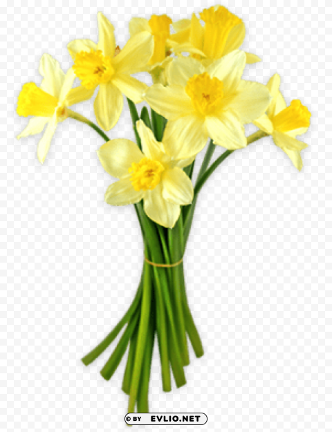PNG image of daffodils PNG files with clear background bulk download with a clear background - Image ID 60e3fff5