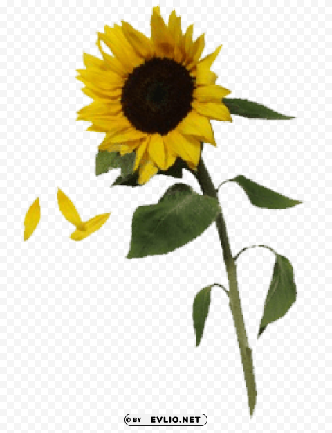 PNG image of sunflowers free download PNG Isolated Object with Clarity with a clear background - Image ID 038c96a4