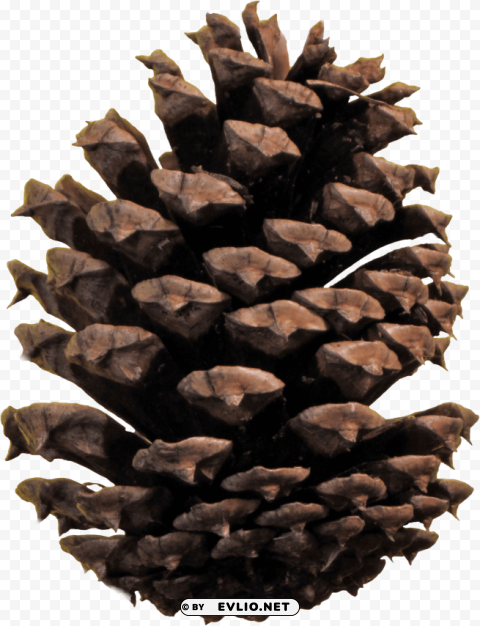 pine cone Clear Background PNG Isolated Illustration