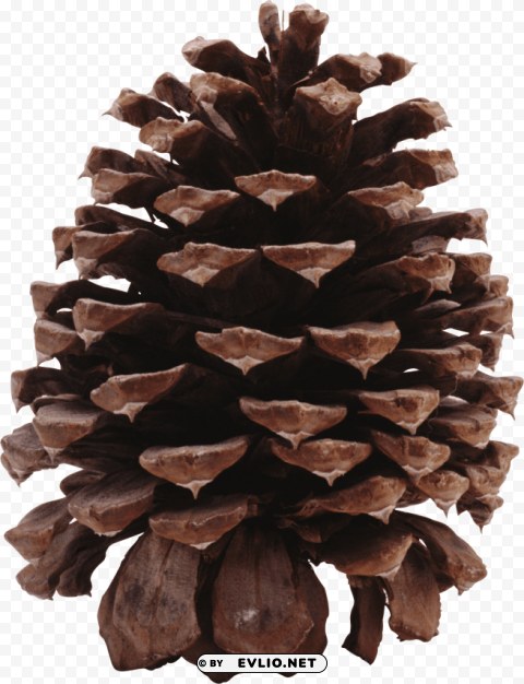 pine cone Isolated Element on Transparent PNG