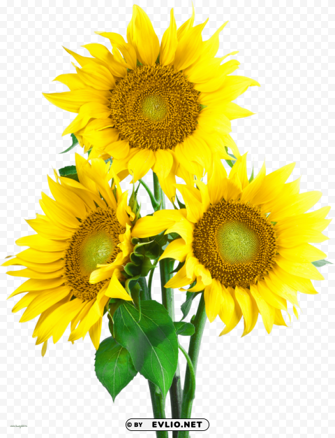 sunflower PNG pictures with no background required