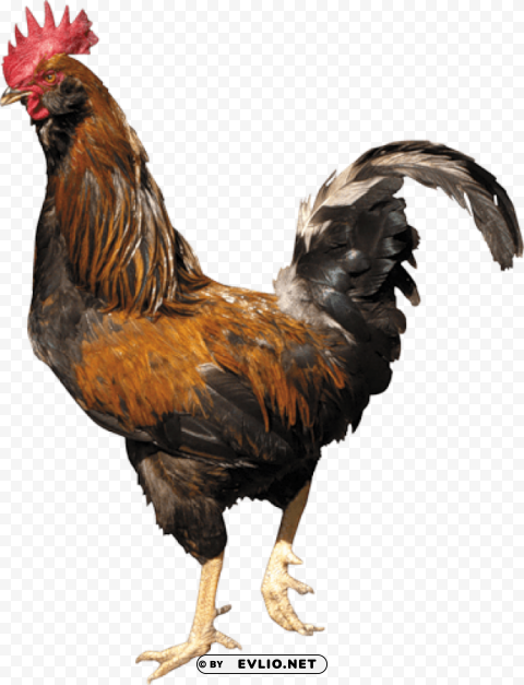 cock ClearCut PNG Isolated Graphic