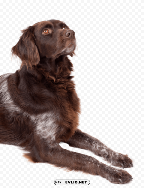 dog looking up PNG images with cutout