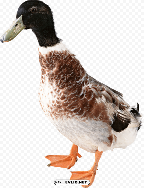 duck PNG Image with Clear Background Isolated